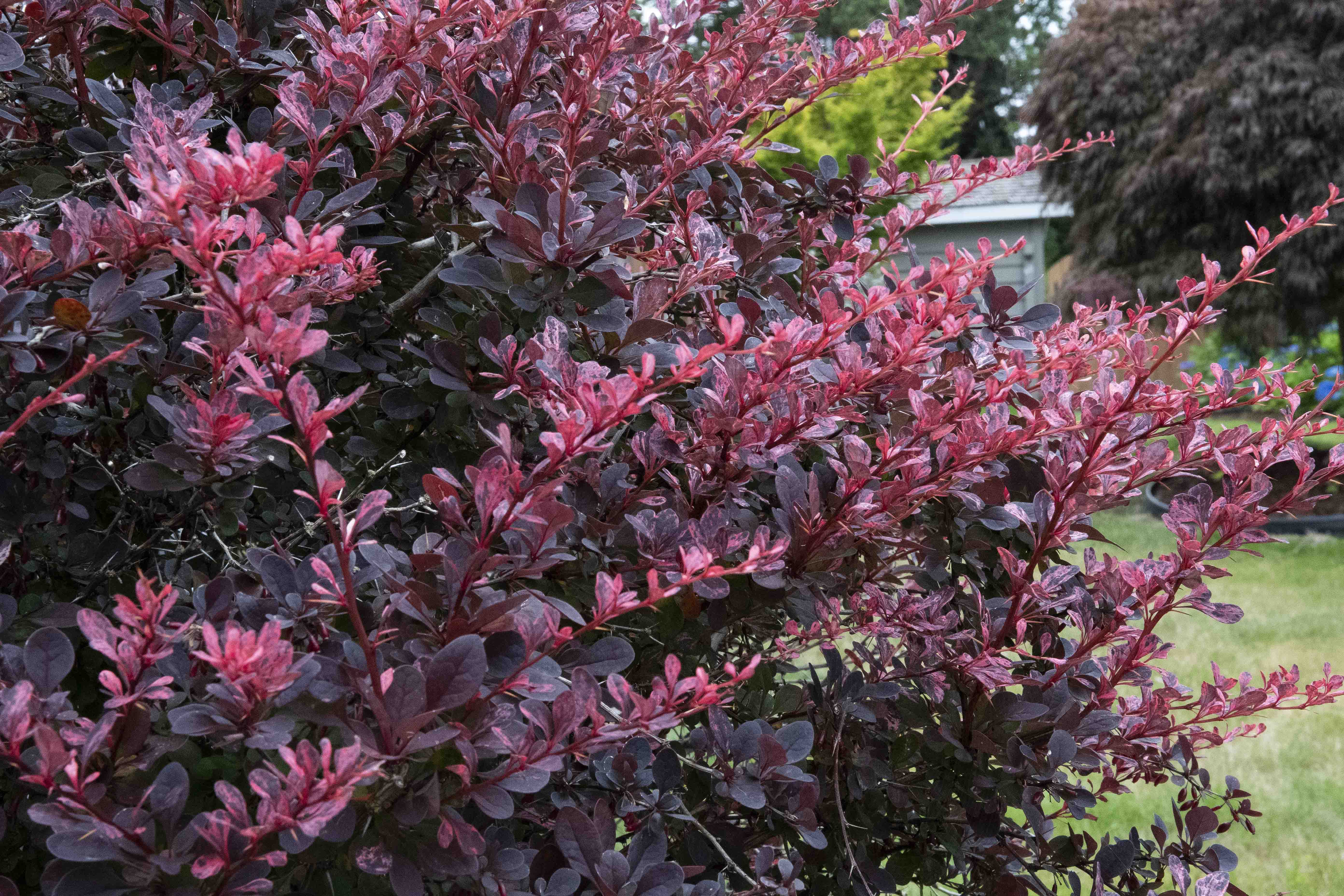 Rose Glow Japanese Barberry